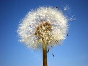 dandelion