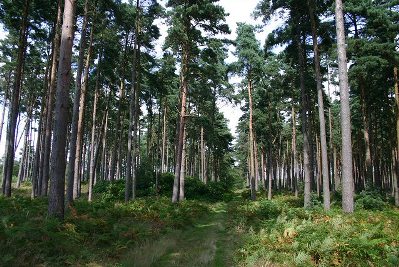 Thetford Forest