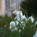 Enjoy the snowdrops at Thorpe Market Church